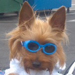 Canine-Tutors - Dog-Obedience-Training- San Jose -cute-dog-with-glasses.jpg
